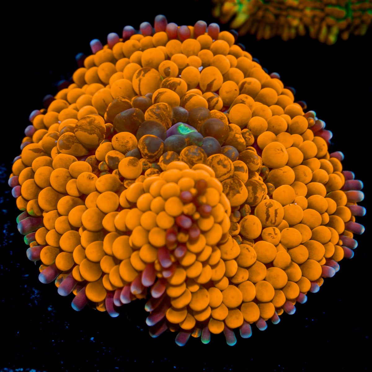 Orange FL Ricordea Mushroom Coral with mushroom disc in reef aquarium