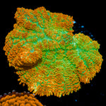 Tequila Sunrise Rhodactis Mushroom Coral with mushroom disc in reef aquarium