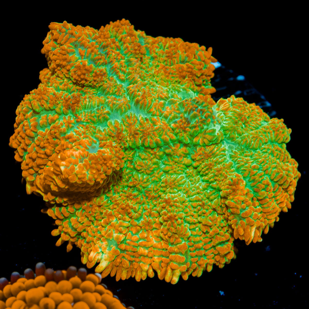 Tequila Sunrise Rhodactis Mushroom Coral with mushroom disc in reef aquarium