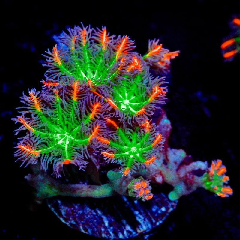ARC Firework Clove Polyps Coral with colony growth in reef aquarium