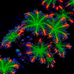 ARC Firework Clove Polyps Coral with colony growth in reef aquarium