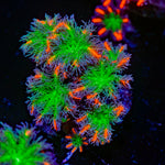 ARC Firework Clove Polyps Coral with colony growth in reef aquarium