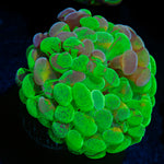 Sick & Twisted Hammer Euphyllia Coral with branching fleshy heads in reef aquarium