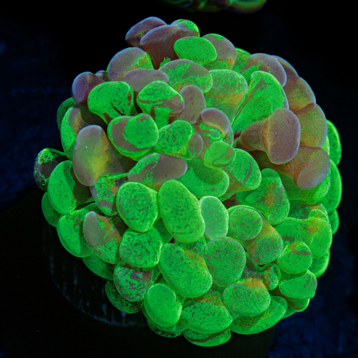 Sick & Twisted Hammer Euphyllia Coral with branching fleshy heads in reef aquarium
