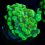 Sick & Twisted Hammer Euphyllia Coral with branching fleshy heads in reef aquarium