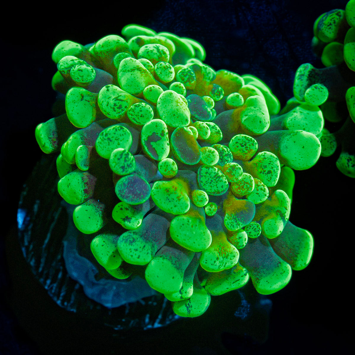 Sick & Twisted Hammer Euphyllia Coral with branching fleshy heads in reef aquarium