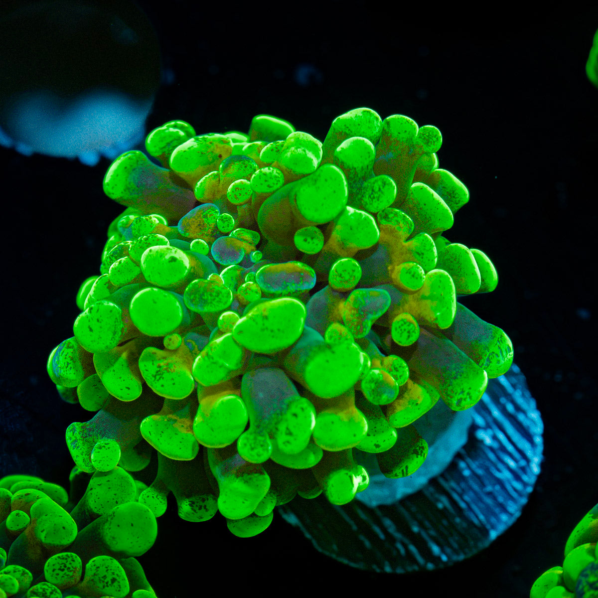 Sick & Twisted Hammer Euphyllia Coral with branching fleshy heads in reef aquarium