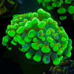 Sick & Twisted Hammer Euphyllia Coral with branching fleshy heads in reef aquarium