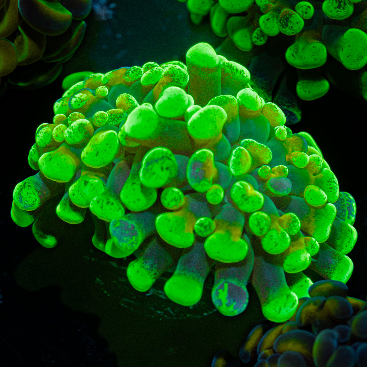Sick & Twisted Hammer Euphyllia Coral with branching fleshy heads in reef aquarium
