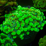 Sick & Twisted Hammer Euphyllia Coral with branching fleshy heads in reef aquarium