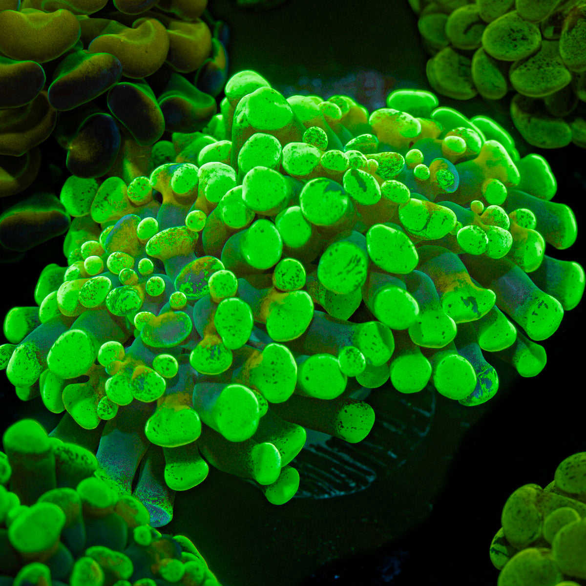 Sick & Twisted Hammer Euphyllia Coral with branching fleshy heads in reef aquarium