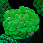 Sick & Twisted Hammer Euphyllia Coral with branching fleshy heads in reef aquarium