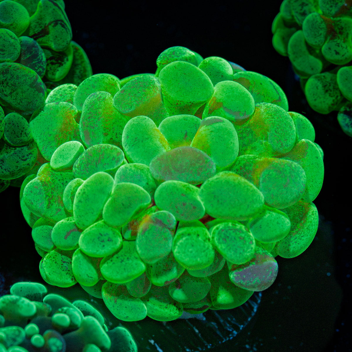 Sick & Twisted Hammer Euphyllia Coral with branching fleshy heads in reef aquarium