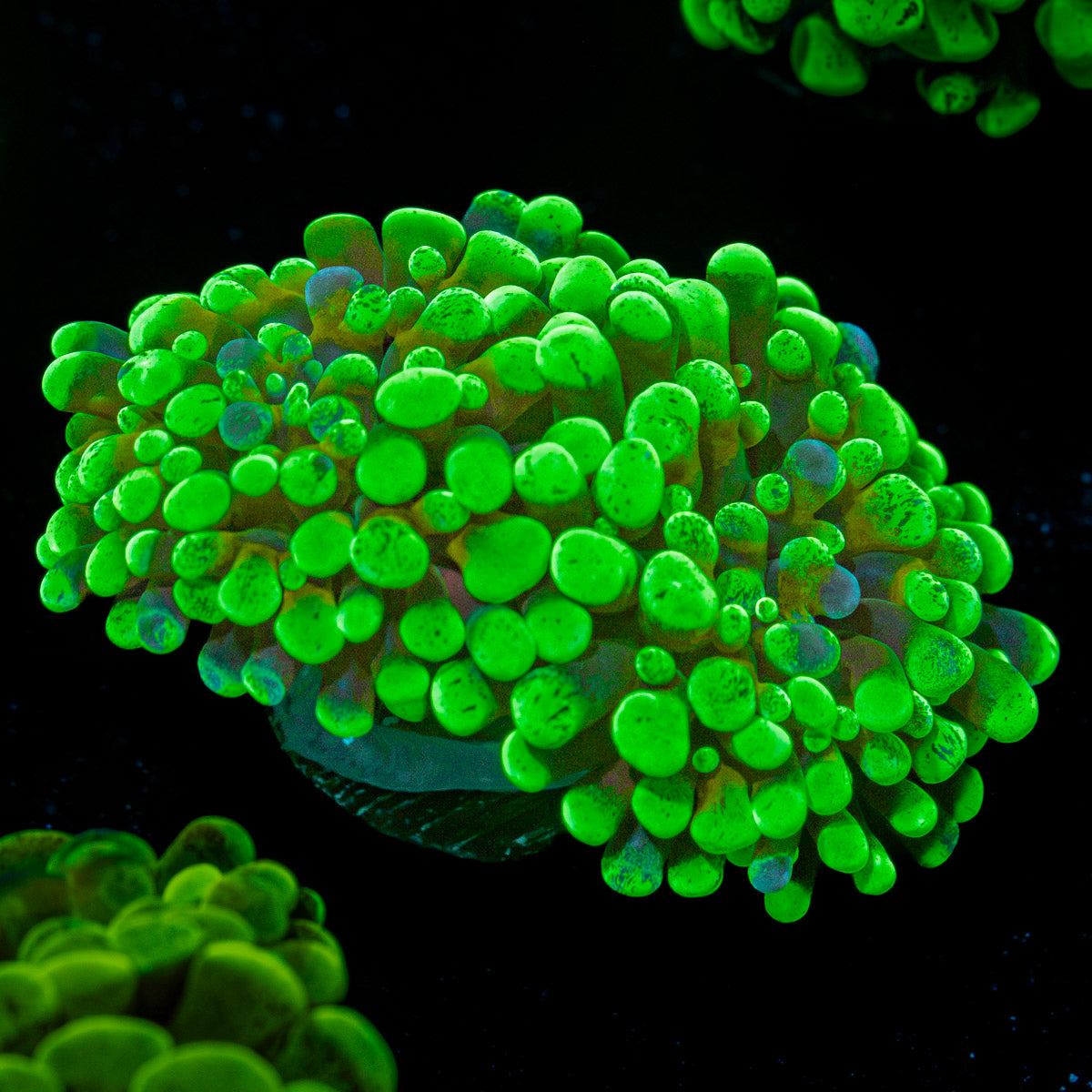Sick & Twisted Hammer Euphyllia Coral with branching fleshy heads in reef aquarium