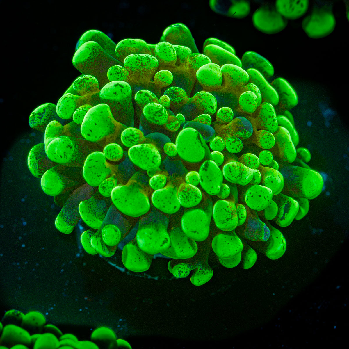 Sick & Twisted Hammer Euphyllia Coral with branching fleshy heads in reef aquarium