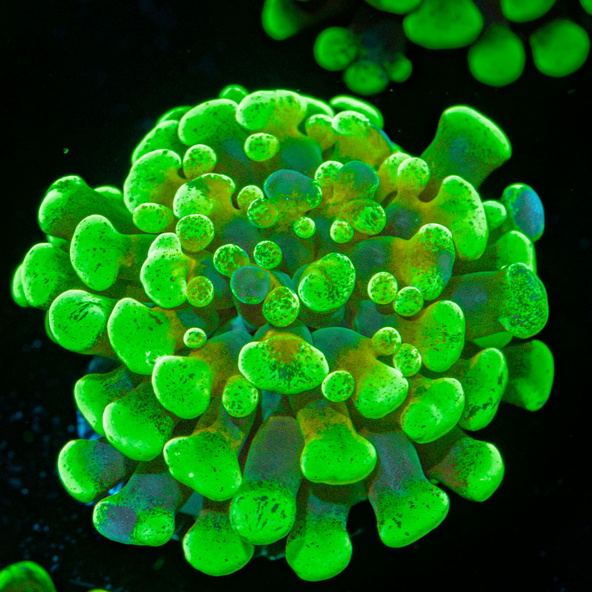 Sick & Twisted Hammer Euphyllia Coral with branching fleshy heads in reef aquarium