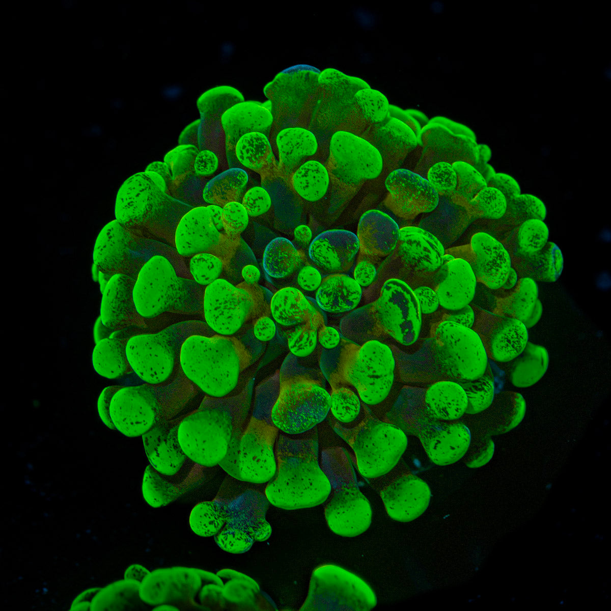 Sick & Twisted Hammer Euphyllia Coral with branching fleshy heads in reef aquarium
