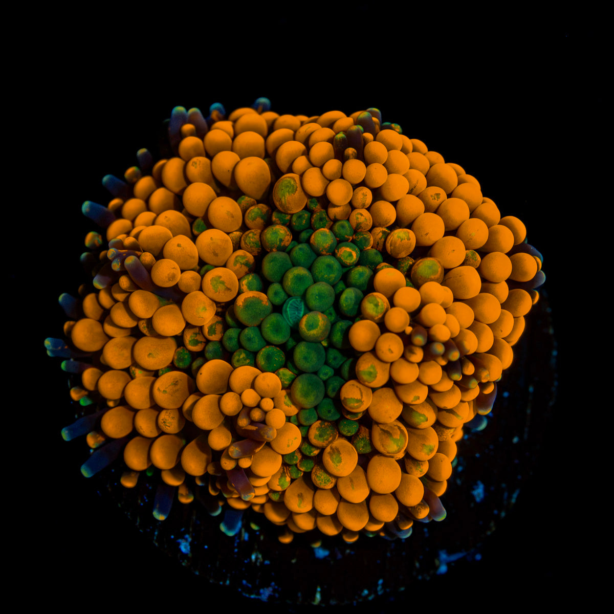Orange FL Ricordea Mushroom Coral with mushroom disc in reef aquarium