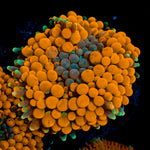 Orange FL Ricordea Mushroom Coral with mushroom disc in reef aquarium