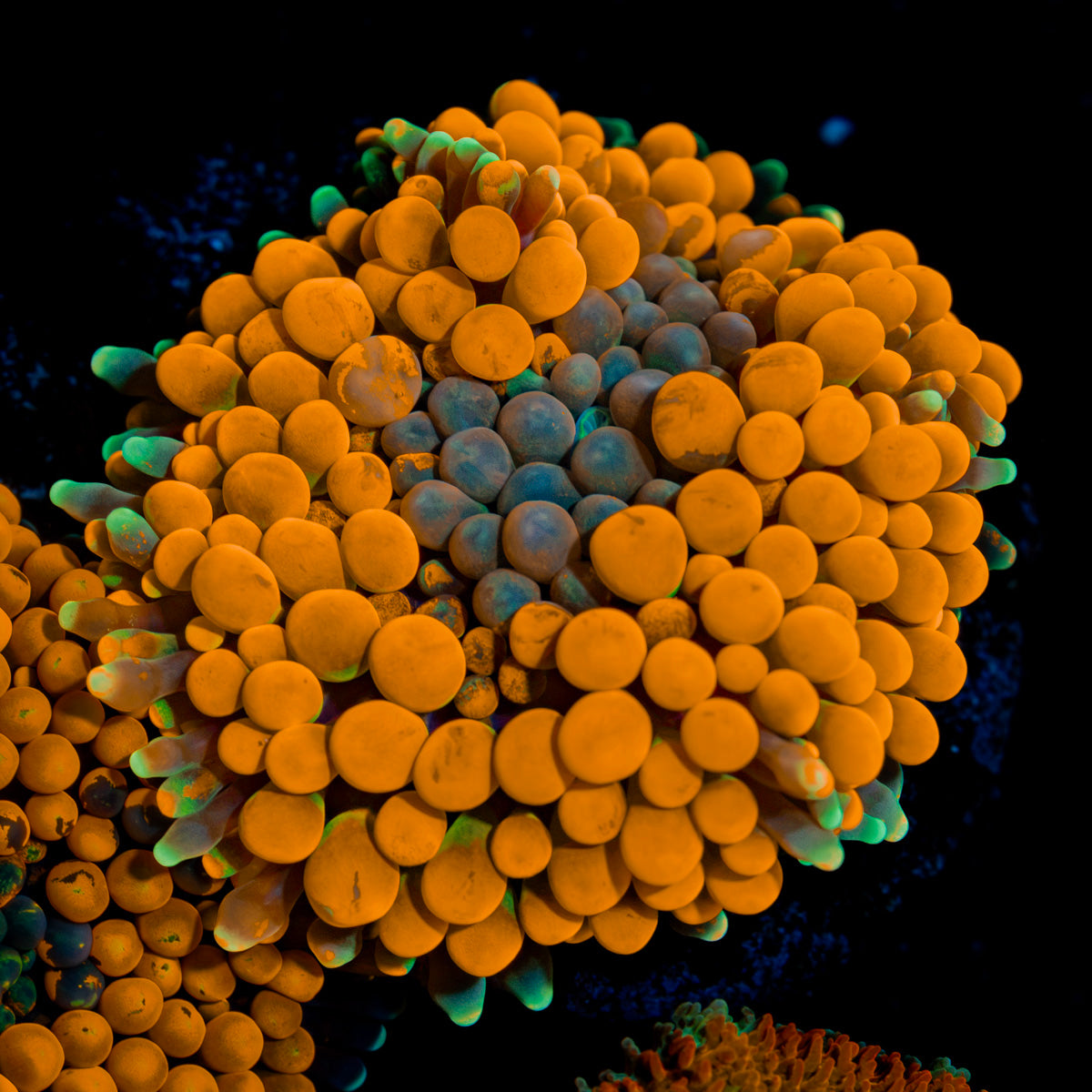 Orange FL Ricordea Mushroom Coral with mushroom disc in reef aquarium
