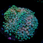 Multicolor FL Ricordea Mushroom Coral with mushroom disc in reef aquarium