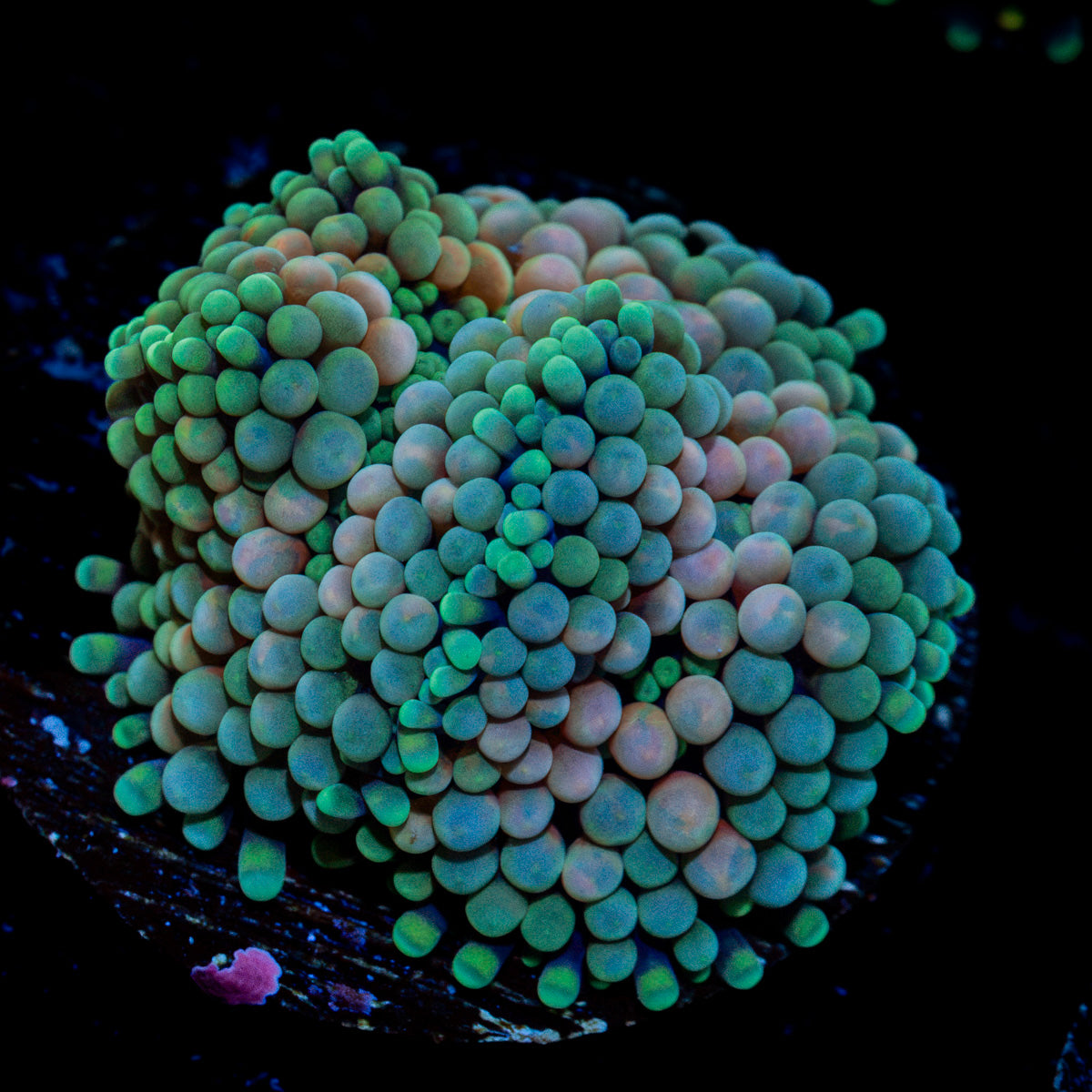 Multicolor FL Ricordea Mushroom Coral with mushroom disc in reef aquarium