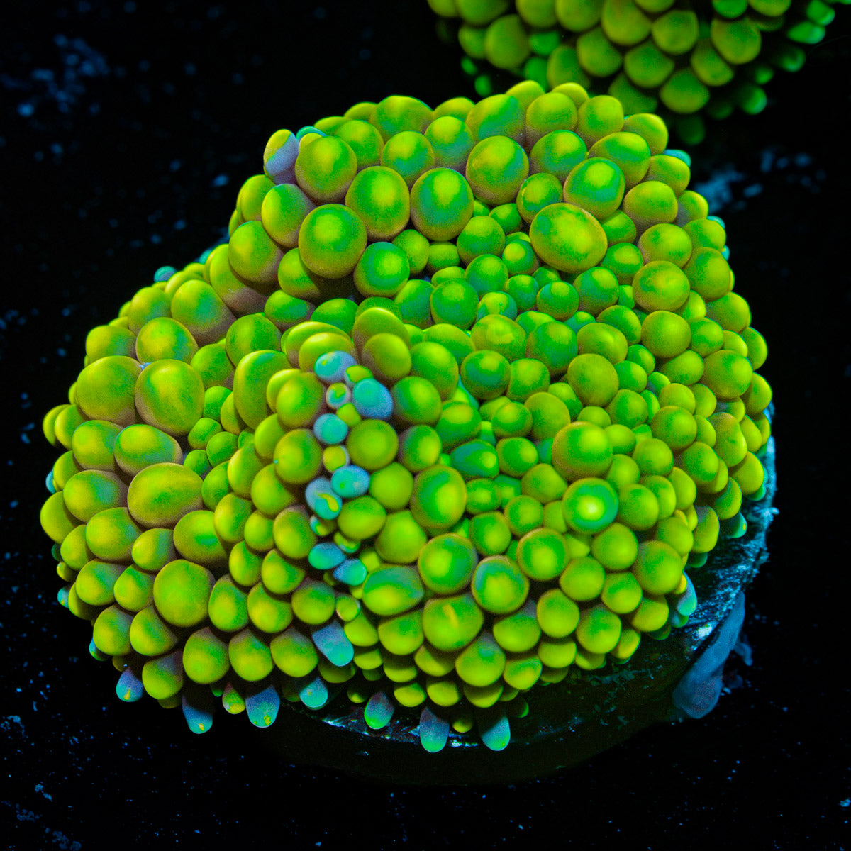 Green FL Ricordea Mushroom Coral with mushroom disc in reef aquarium
