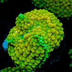 Green FL Ricordea Mushroom Coral with mushroom disc in reef aquarium