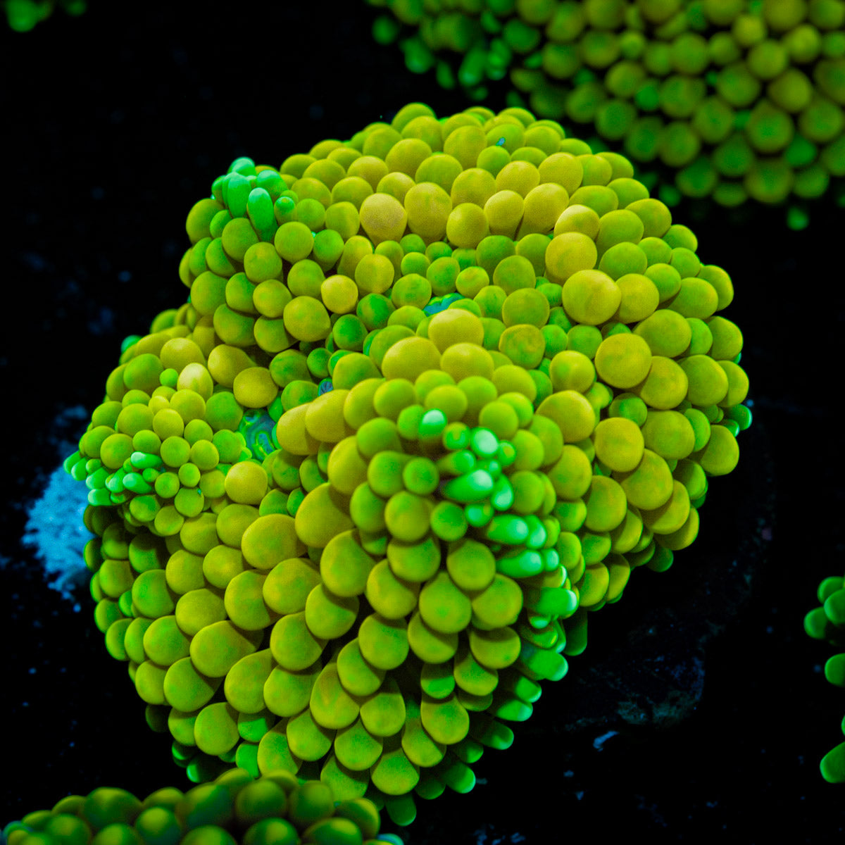 Green FL Ricordea Mushroom Coral with mushroom disc in reef aquarium