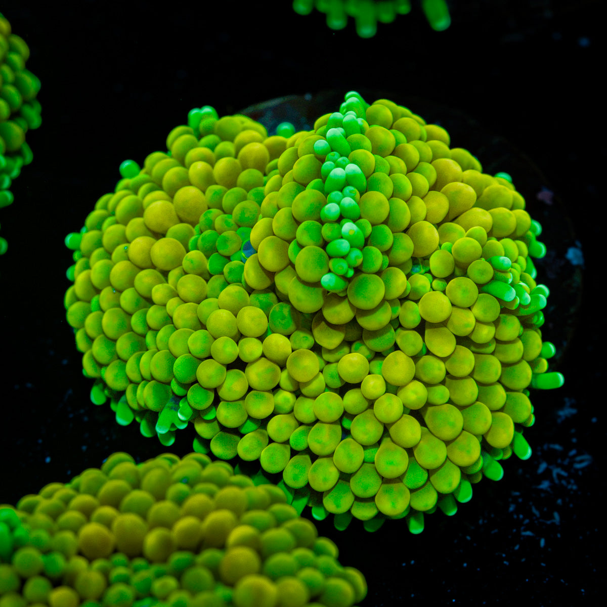 Green FL Ricordea Mushroom Coral with mushroom disc in reef aquarium