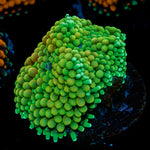 Green FL Ricordea Mushroom Coral with mushroom disc in reef aquarium