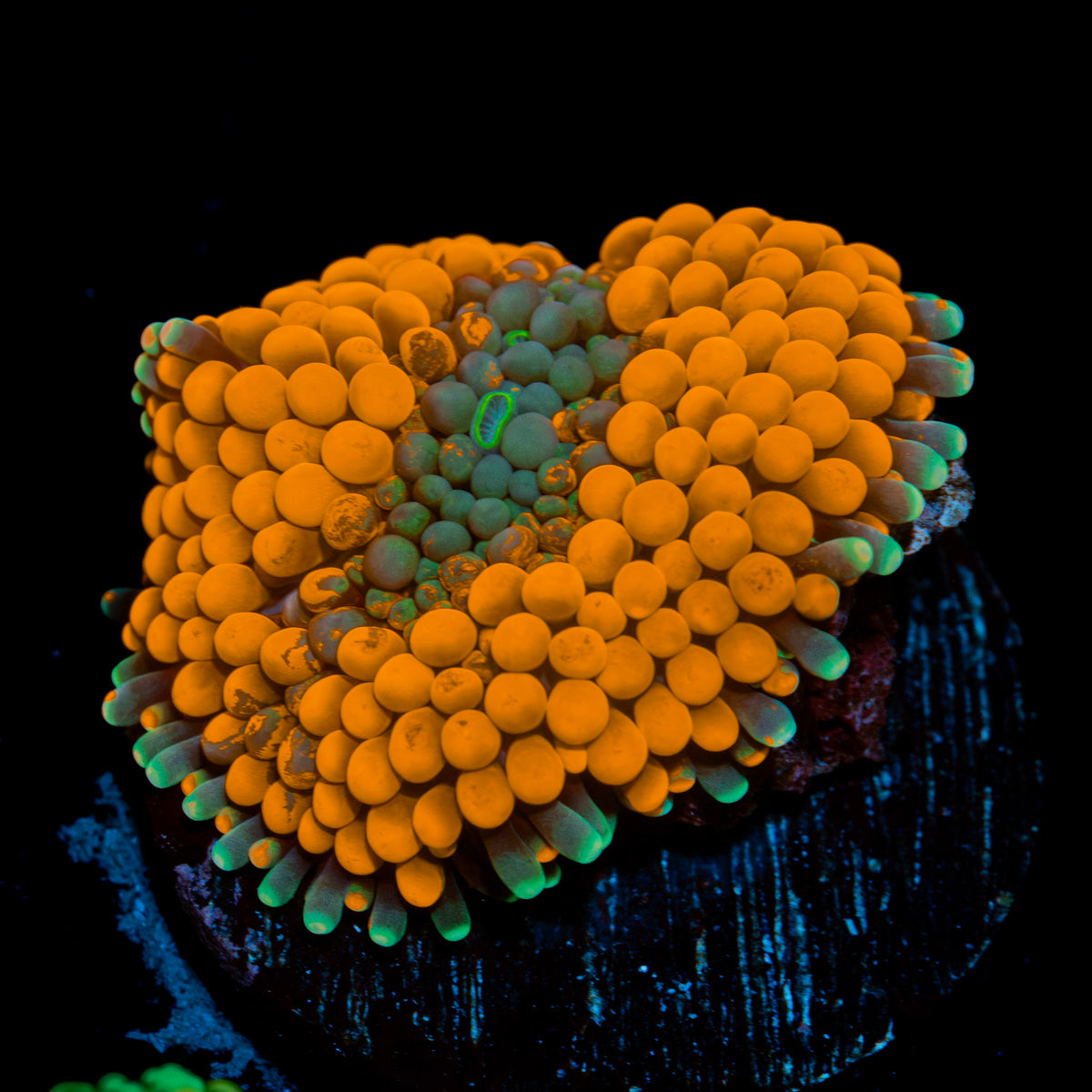Orange FL Ricordea Mushroom Coral with mushroom disc in reef aquarium