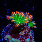 ARC Firework Clove Polyps Coral with colony growth in reef aquarium