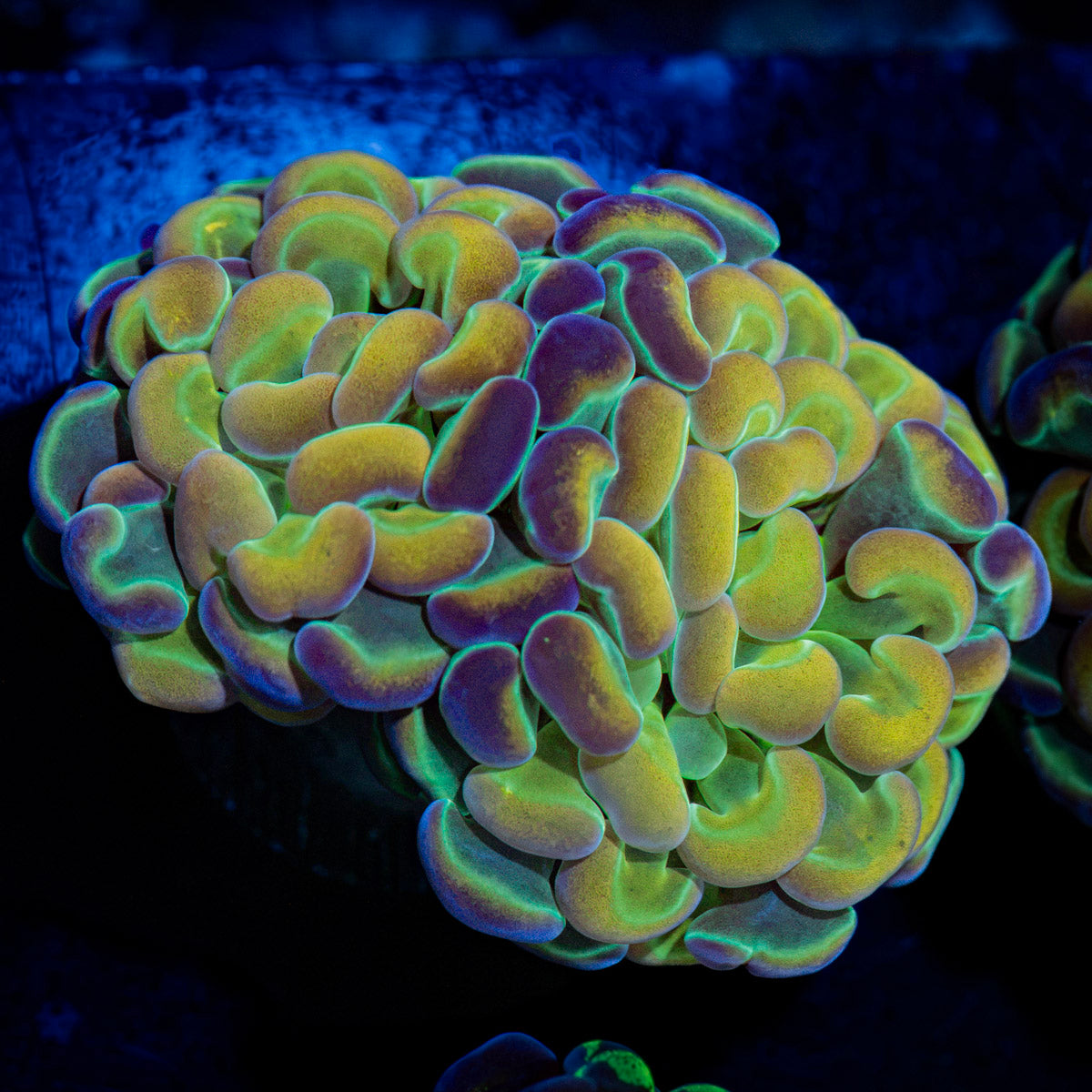Hologram Hammer Euphyllia Coral with branching fleshy heads in reef aquarium