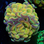 Hologram Hammer Euphyllia Coral with branching fleshy heads in reef aquarium