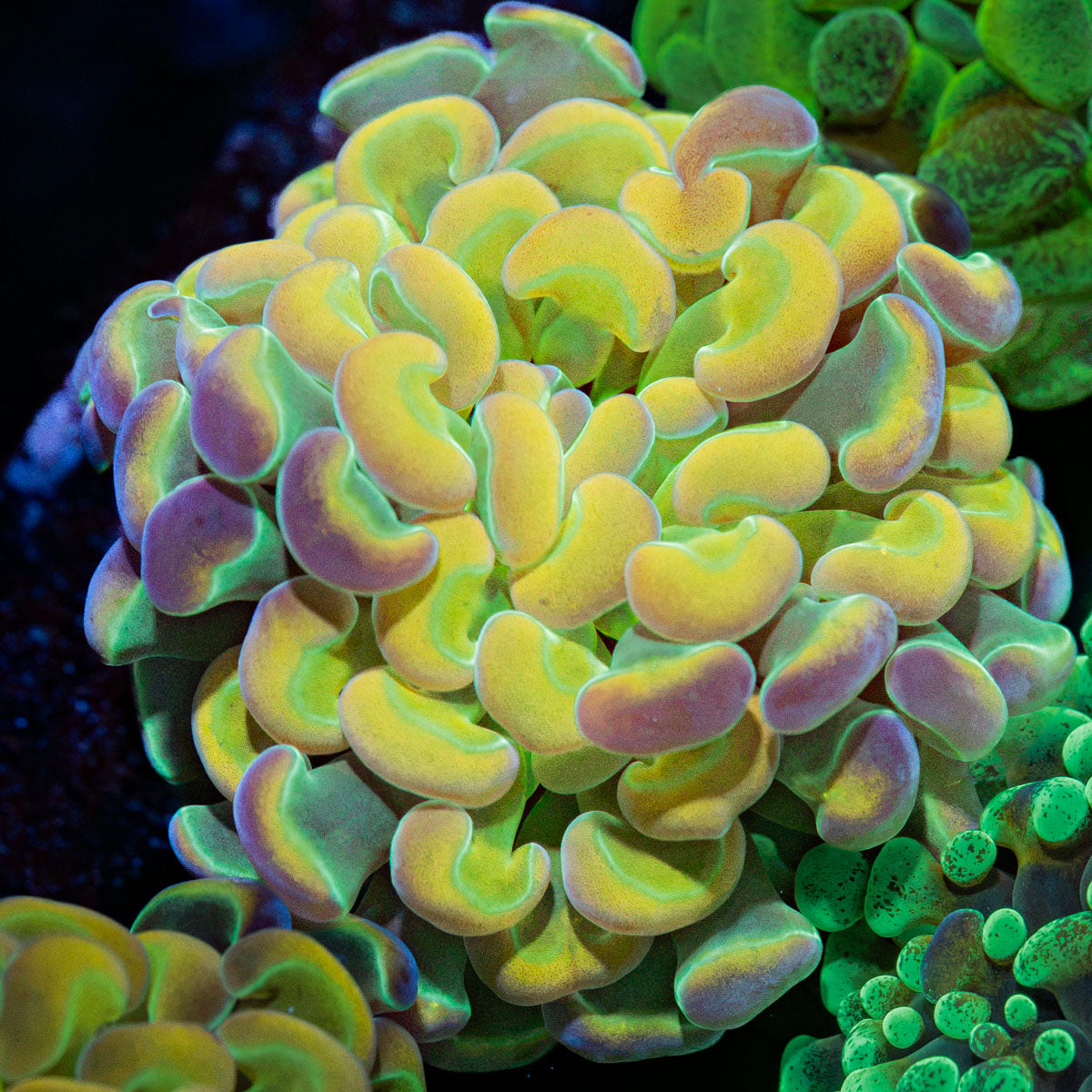 Hologram Hammer Euphyllia Coral with branching fleshy heads in reef aquarium