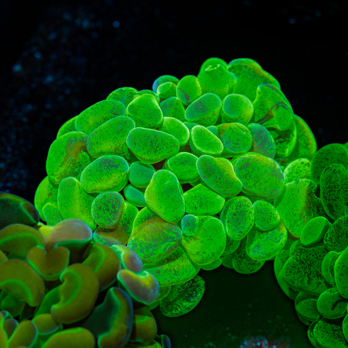 Sick & Twisted Hammer Euphyllia Coral with branching fleshy heads in reef aquarium