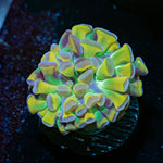 RTA Crown Royal Hammer Euphyllia Coral with branching fleshy heads in reef aquarium