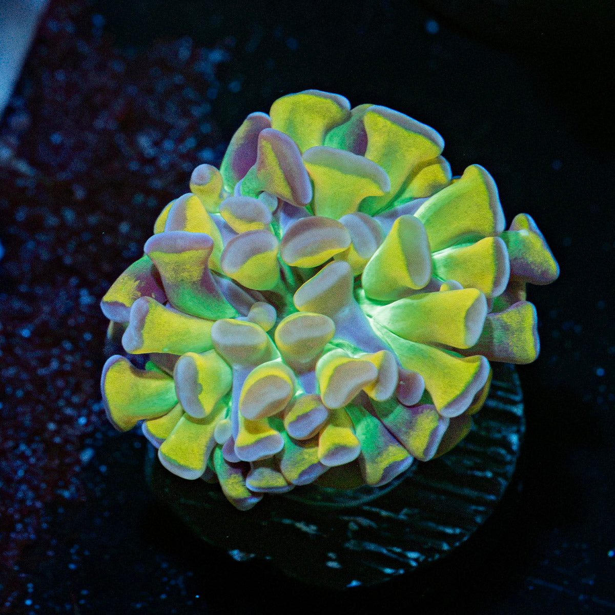 RTA Crown Royal Hammer Euphyllia Coral with branching fleshy heads in reef aquarium