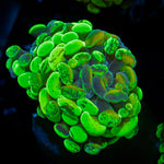 Sick & Twisted Hammer Euphyllia Coral with branching fleshy heads in reef aquarium
