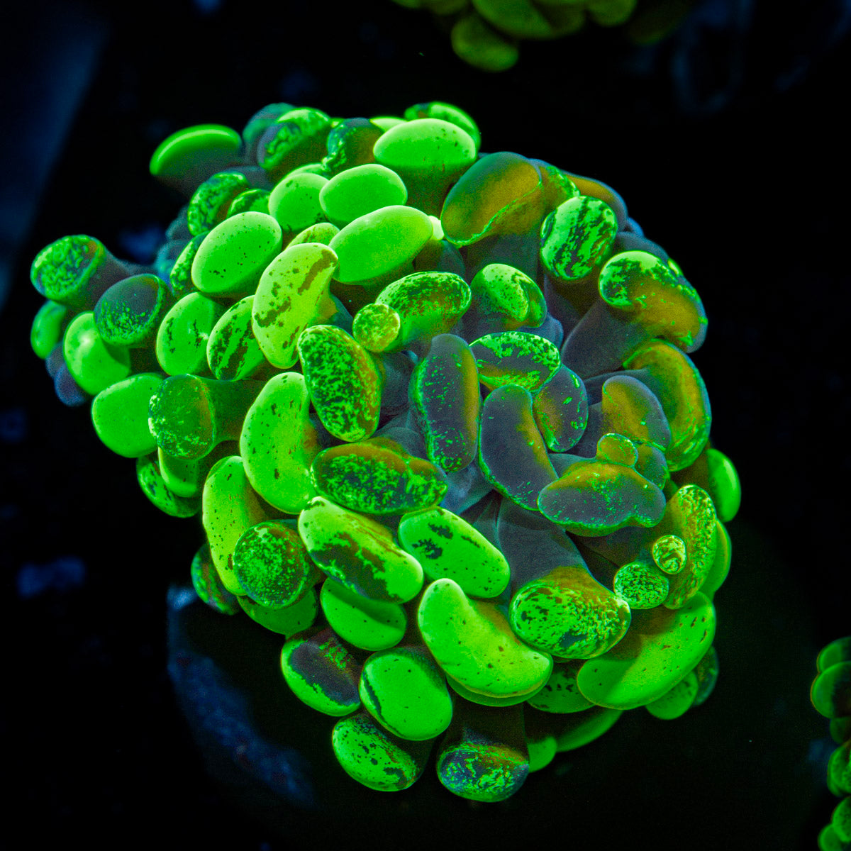 Sick & Twisted Hammer Euphyllia Coral with branching fleshy heads in reef aquarium