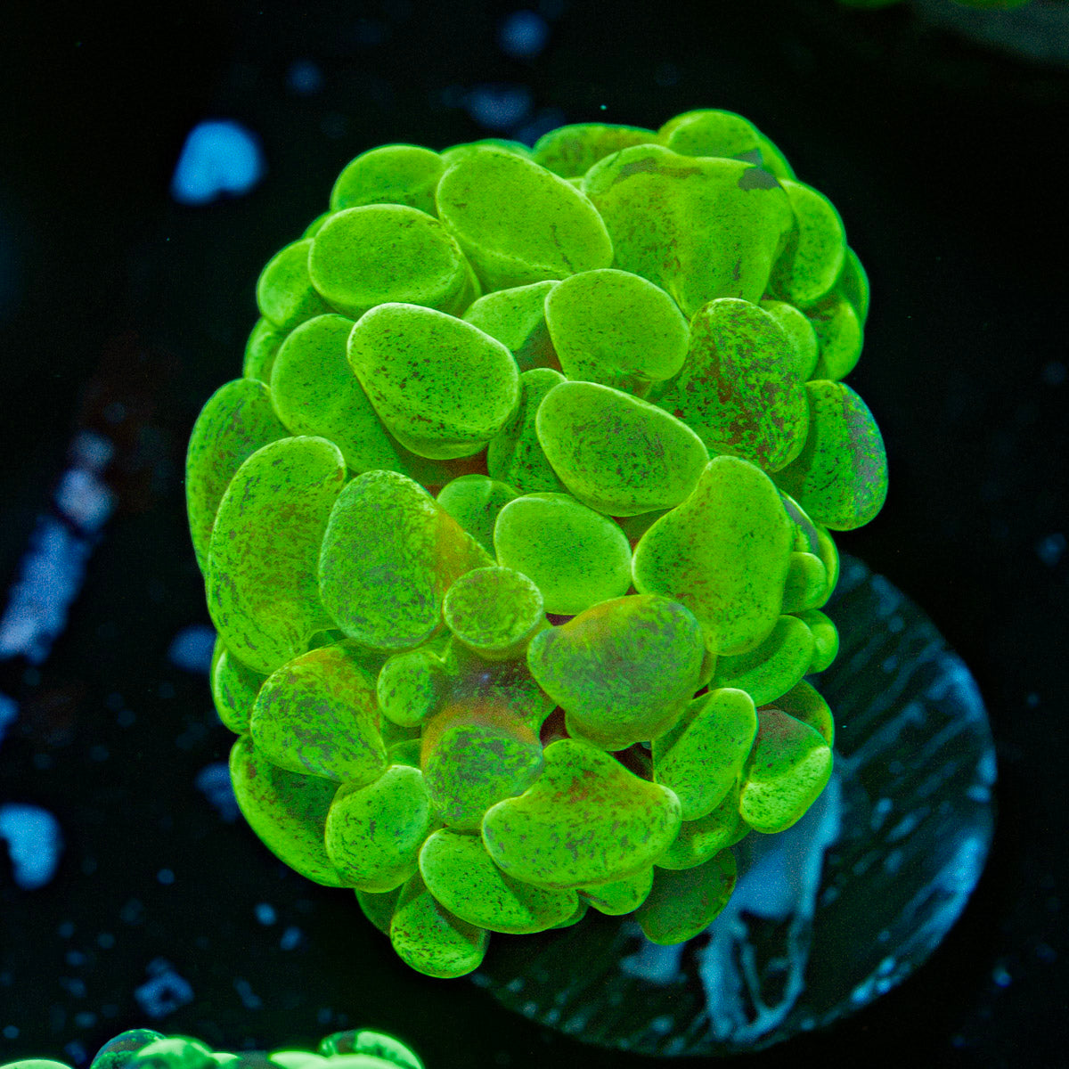 Sick & Twisted Hammer Euphyllia Coral with branching fleshy heads in reef aquarium