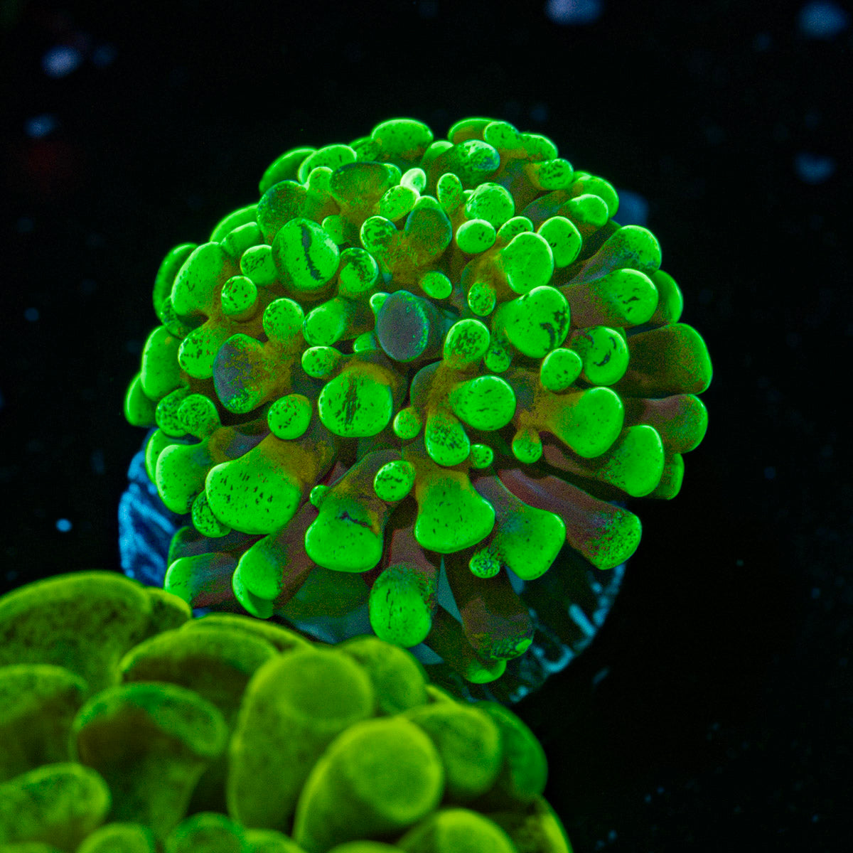 Sick & Twisted Hammer Euphyllia Coral with branching fleshy heads in reef aquarium