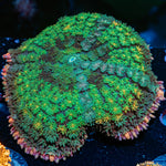 XL Rainbow Frankenstein Mushroom with colorful mushroom disc in reef aquarium