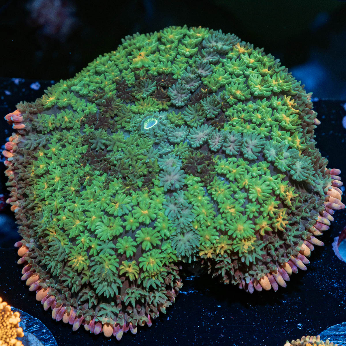 XL Rainbow Frankenstein Mushroom with colorful mushroom disc in reef aquarium