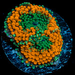Orange FL Ricordea Mushroom Coral with mushroom disc in reef aquarium