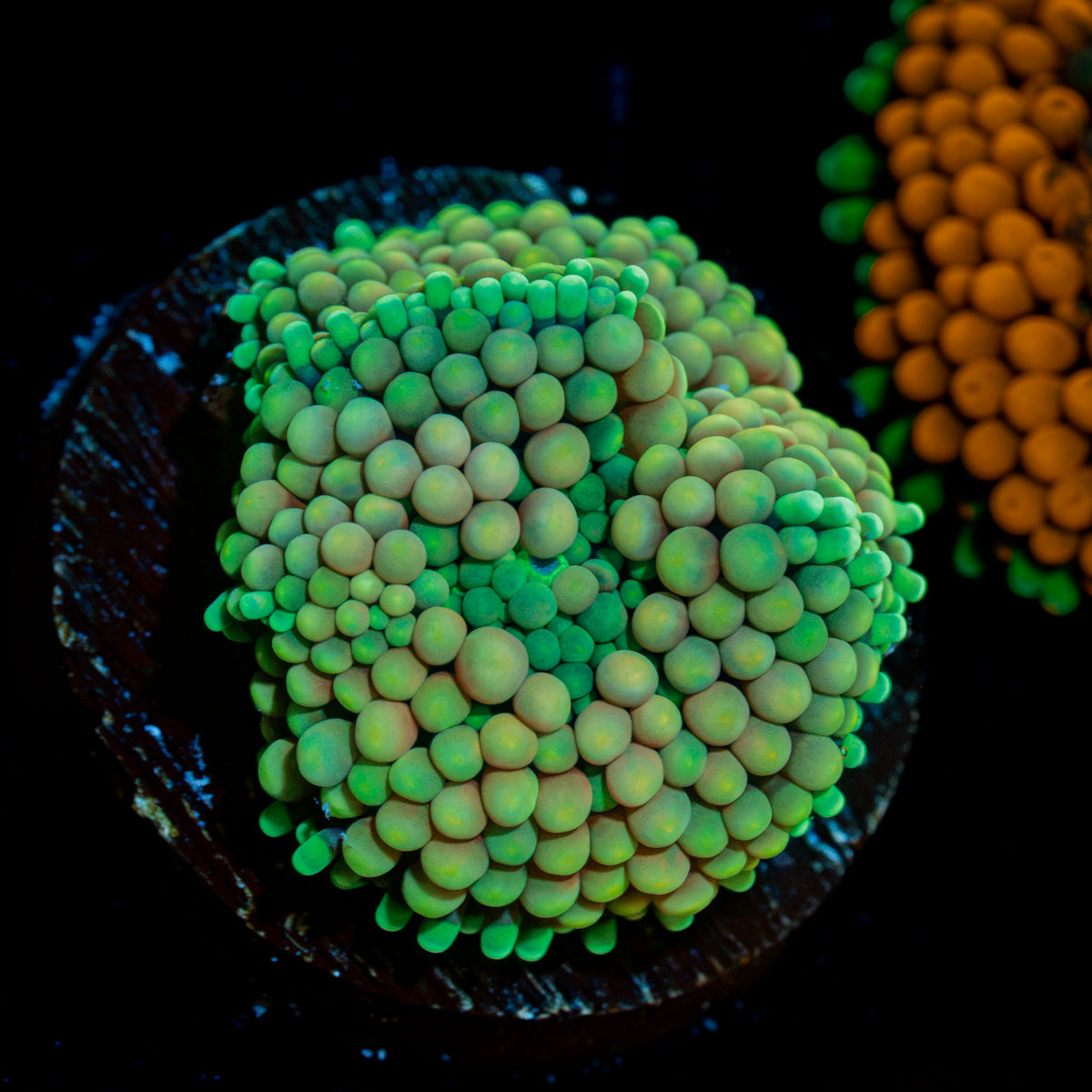 Green FL Ricordea Mushroom Coral with mushroom disc in reef aquarium