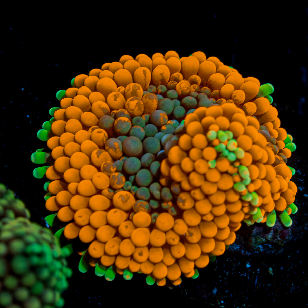 Orange FL Ricordea Mushroom Coral with mushroom disc in reef aquarium