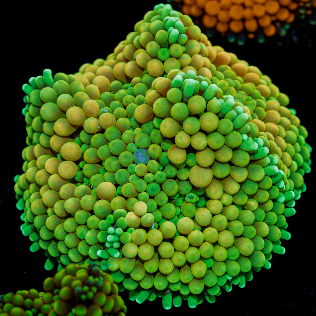 Multicolor FL Ricordea Mushroom Coral with mushroom disc in reef aquarium