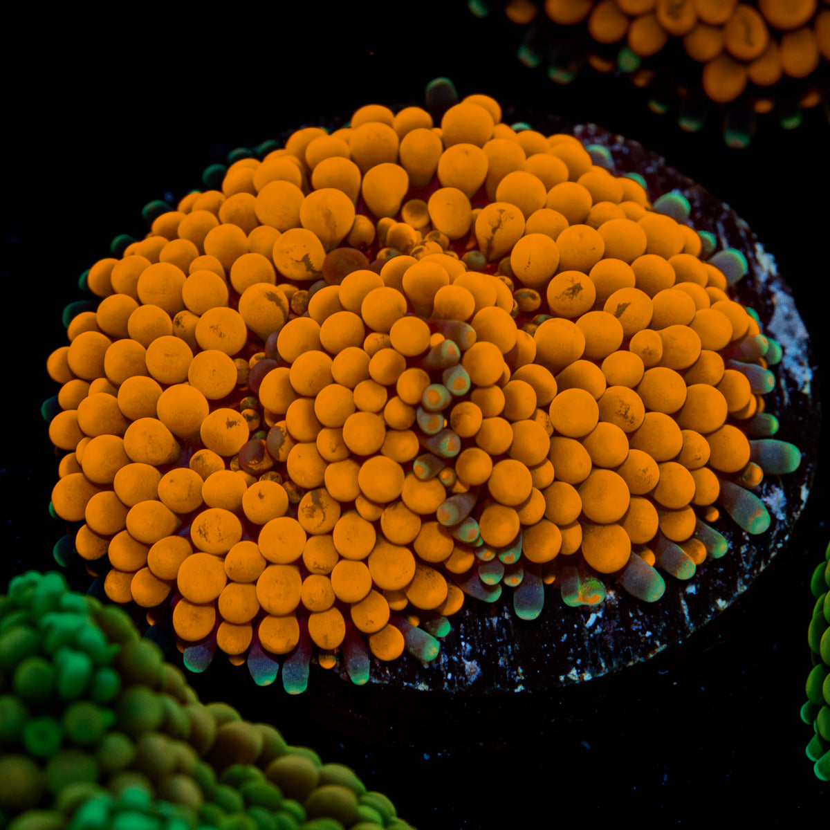 Orange FL Ricordea Mushroom Coral with mushroom disc in reef aquarium